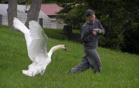 SwanAggressiveMykAussie